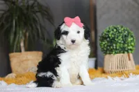 Mopsy, a female Sheepadoodle for sale in Dundee, OH – Photo 5 of 6