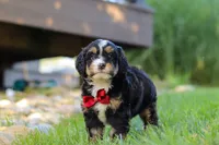Wolverine, a male Miniature Bernedoodle for sale in Dundee, OH – 3 of 5