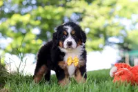 Beetle Boy, a male Miniature Bernedoodle for sale in Dundee, OH – 5 of 6