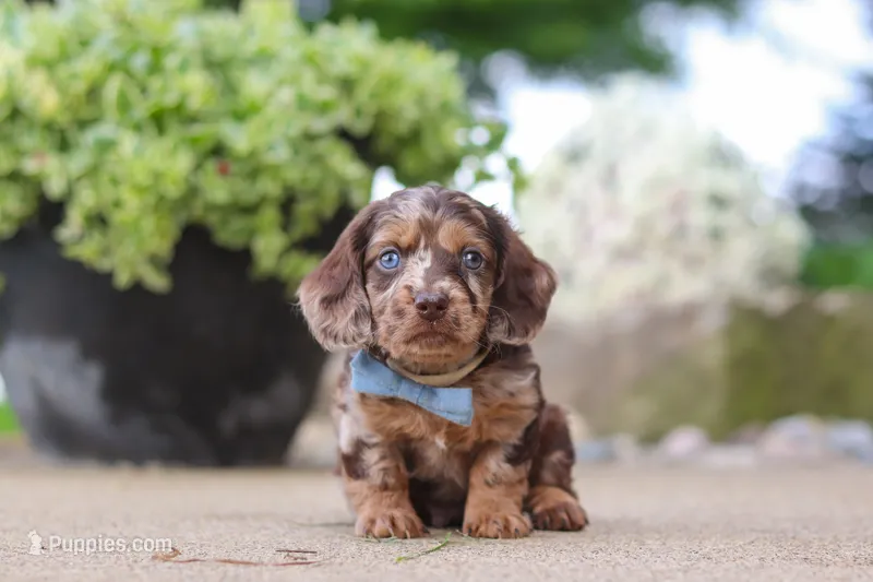 Oak – Miniature Dachshund puppy for sale in Dundee, OH