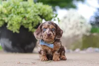 Oak, a male Miniature Dachshund for sale in Dundee, OH – 1 of 7