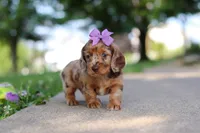 Clementine, a female Miniature Dachshund for sale in Dundee, OH – 5 of 8