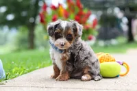 Rave, a male Yorkipoo for sale in Dundee, OH – 5 of 7