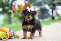 Riot, a female Yorkipoo for sale in Dundee, OH – 2 of 7