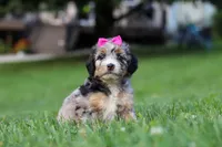 Starfire, a female Miniature Bernedoodle for sale in Dundee, OH – 2 of 5