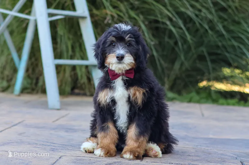 Airhead – Miniature Bernedoodle puppy for sale in Dundee, OH