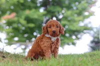 Gomez, a male Miniature Goldendoodle for sale in Dundee, OH – 6 of 6
