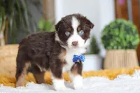 Sydney, a male Miniature Australian Shepherd for sale in Dundee, OH – Photo 5 of 5