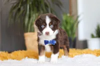 Sydney, a male Miniature Australian Shepherd for sale in Dundee, OH – Photo 1 of 5