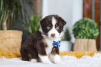 Sydney, a male Miniature Australian Shepherd for sale in Dundee, OH – Photo 4 of 5