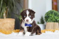 Sydney, a male Miniature Australian Shepherd for sale in Dundee, OH – Photo 3 of 5