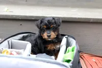 Riot, a female Yorkipoo for sale in Dundee, OH – 7 of 7
