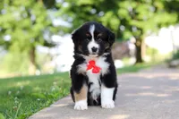 Roamer, a male Miniature Australian Shepherd for sale in Dundee, OH – 3 of 10