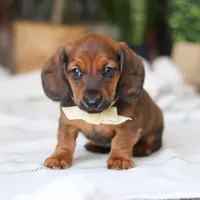 Pepperoni, a male Miniature Dachshund for sale in Dundee, OH – Photo 4 of 9