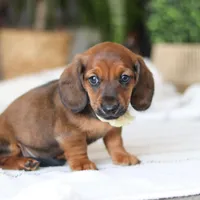 Pepperoni, a male Miniature Dachshund for sale in Dundee, OH – Photo 6 of 9