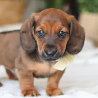 Pepperoni, a male Miniature Dachshund for sale in Dundee, OH – Photo 3 of 9