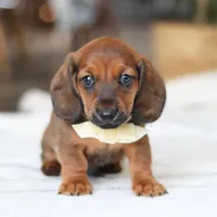 Pepperoni, a male Miniature Dachshund for sale in Dundee, OH – Photo 2 of 9