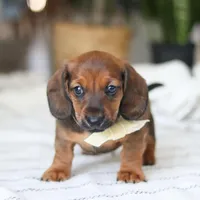 Pepperoni, a male Miniature Dachshund for sale in Dundee, OH – Photo 7 of 9