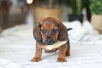 Pepperoni, a male Miniature Dachshund for sale in Dundee, OH – Photo 7 of 9
