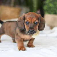 Pepperoni, a male Miniature Dachshund for sale in Dundee, OH – Photo 1 of 9