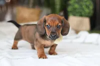 Pepperoni, a male Miniature Dachshund for sale in Dundee, OH – Photo 1 of 9