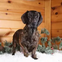 Pepperoni, a male Miniature Dachshund for sale in Dundee, OH – Photo 9 of 9