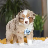 Bindi, a male Miniature Australian Shepherd for sale in Dundee, OH – Photo 4 of 5