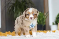 Bindi, a male Miniature Australian Shepherd for sale in Dundee, OH – Photo 4 of 5