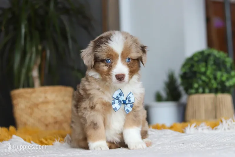 Bindi, a male Miniature Australian Shepherd for sale in Dundee, OH – Photo 1 of 5
