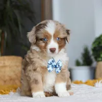 Bindi, a male Miniature Australian Shepherd for sale in Dundee, OH – Photo 1 of 5