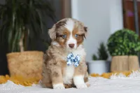 Bindi, a male Miniature Australian Shepherd for sale in Dundee, OH – Photo 1 of 5
