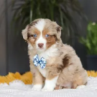 Bindi, a male Miniature Australian Shepherd for sale in Dundee, OH – Photo 2 of 5