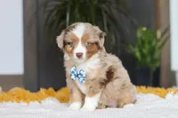 Bindi, a male Miniature Australian Shepherd for sale in Dundee, OH – Photo 2 of 5