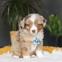 Bindi, a male Miniature Australian Shepherd for sale in Dundee, OH – Photo 5 of 5