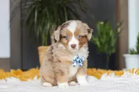 Bindi, a male Miniature Australian Shepherd for sale in Dundee, OH – Photo 5 of 5