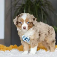 Bindi, a male Miniature Australian Shepherd for sale in Dundee, OH – Photo 3 of 5