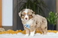 Bindi, a male Miniature Australian Shepherd for sale in Dundee, OH – Photo 3 of 5