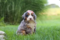 Razzel, a female Miniature Bernedoodle for sale in Dundee, OH – 3 of 6