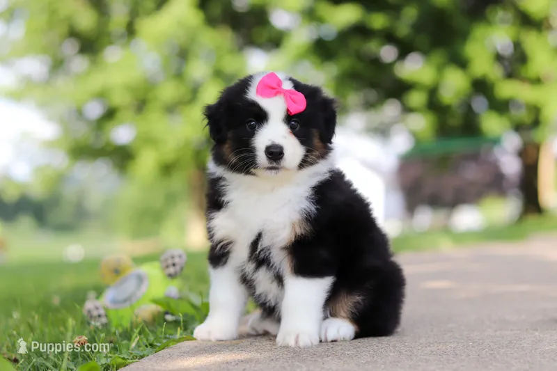 Cisco – Miniature Australian Shepherd puppy for sale in Dundee, OH
