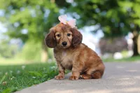 Pocahontas, a female Miniature Dachshund for sale in Dundee, OH – 5 of 8