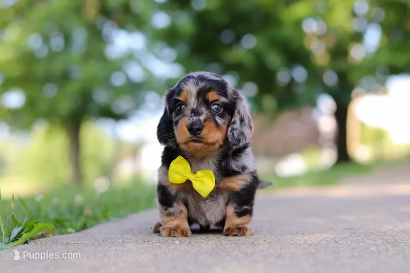 Kumquat – Miniature Dachshund puppy for sale in Dundee, OH