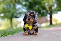 Kumquat, a male Miniature Dachshund for sale in Dundee, OH – 1 of 10