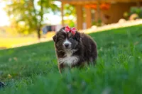 Jinx, a female Miniature Australian Shepherd for sale in Dundee, OH – 6 of 6