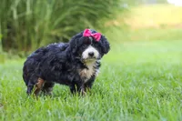 Spree, a female Miniature Bernedoodle for sale in Dundee, OH – 2 of 5