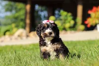 Nova, a female Miniature Bernedoodle for sale in Dundee, OH – 2 of 5