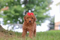 Elvira, a female Miniature Goldendoodle for sale in Dundee, OH – 3 of 7