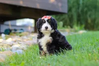Firestar, a female Miniature Bernedoodle for sale in Dundee, OH – 5 of 5