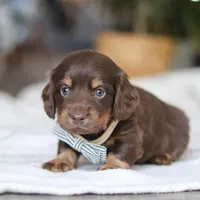 Glizzy, a male Miniature Dachshund for sale in Dundee, OH – Photo 6 of 7