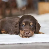 Glizzy, a male Miniature Dachshund for sale in Dundee, OH – Photo 4 of 7