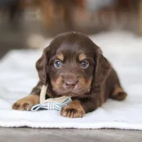 Glizzy, a male Miniature Dachshund for sale in Dundee, OH – Photo 7 of 7